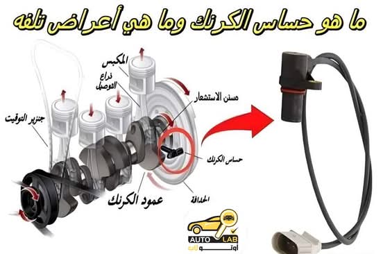 حساس الكرنك: وظيفته وأعراض تلفه